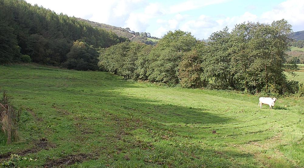 Property for Sale Talley, Llandeilo CARMARTHENSHIRE | Rural Scene